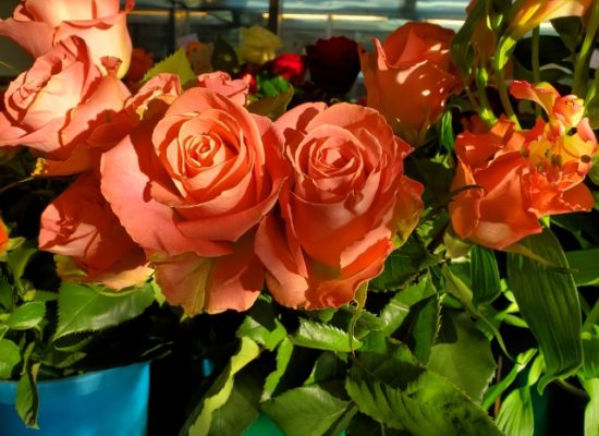 朝日をたっぷり浴びて１月９日花国湘南台店リアル店舗素敵なバラがたくさん