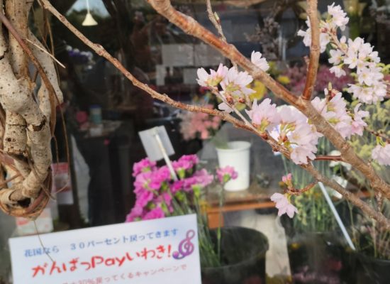 一足早い満開の桜-花国湘南台店リアル店舗