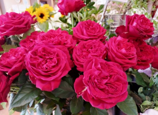 ５月２６日花国湘南台店リアル店舗素敵なバラがたくさん