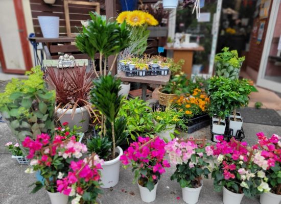６月１５日花国湘南台店リアル店舗‐癒しの観葉植物