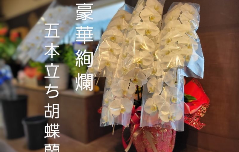 11月13日本日のお祝いの胡蝶蘭‐花国湘南台店お花の日記