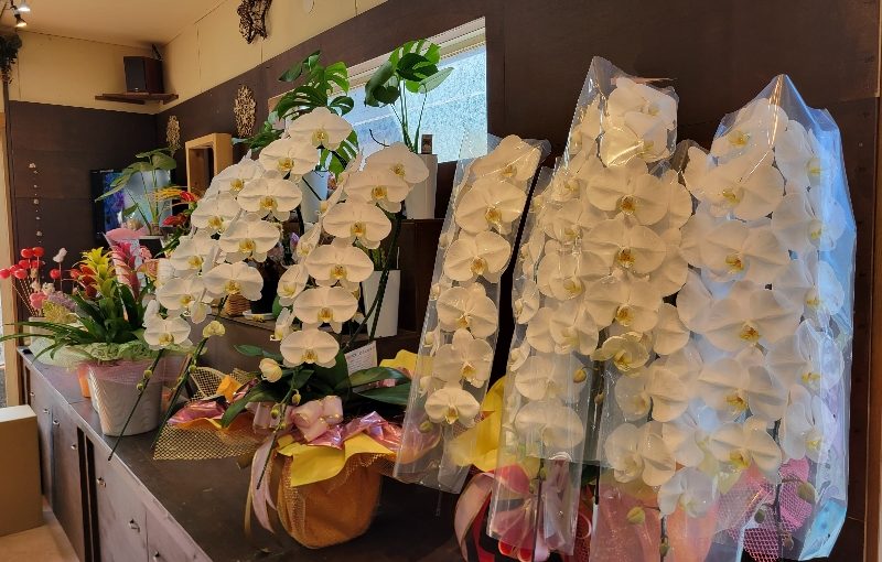 暑い中ですがお祝いの胡蝶蘭がたくさん-花国湘南台店お花の日記