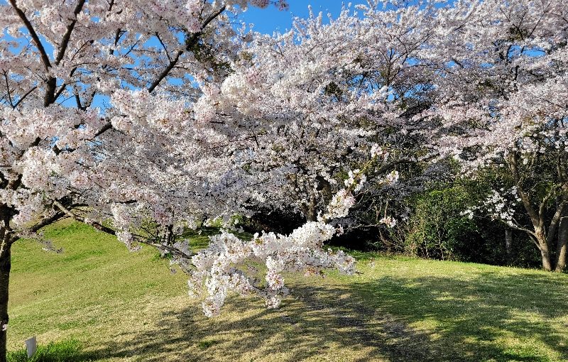 4月13日桜満開-花国湘南台店お花の日記