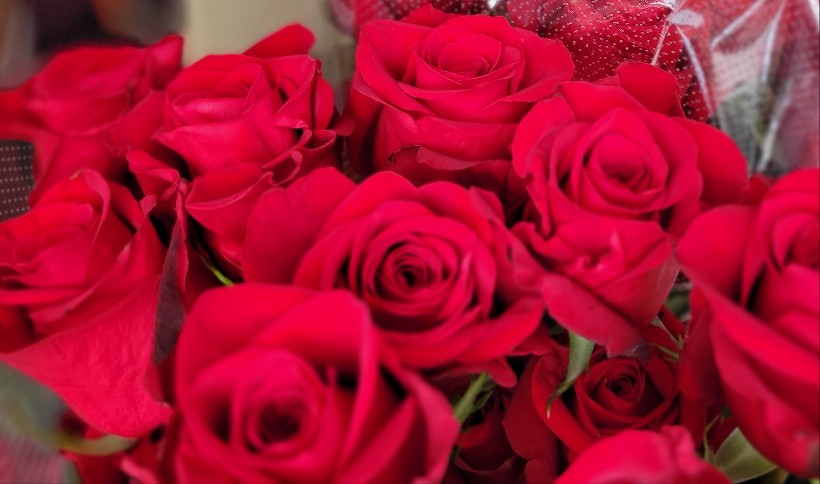 ８月31日情熱のバラ-花国湘南台店お花の日記