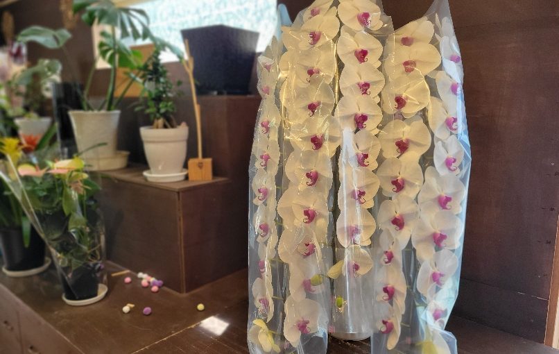 9月7日おめでたい お祝いの胡蝶蘭−花国湘南台店お花の日記