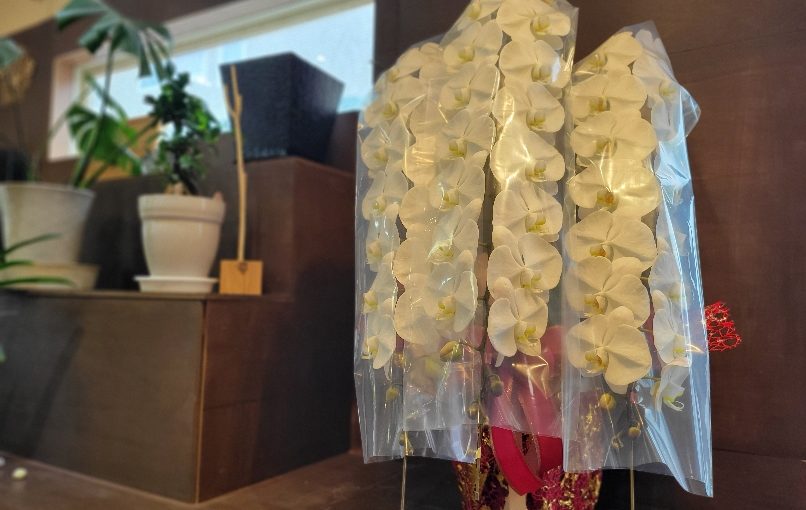 9月11日本日のお花さんたち−花国湘南台店お花の日記