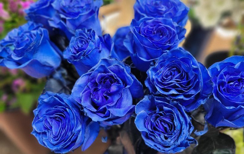 9月26日 本日入荷のお花さんたち−花国湘南台店お花の日記