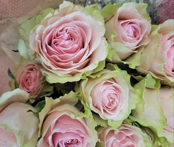 10月3日 本日入荷のお花 さんたち−花国湘南台店お花の日記