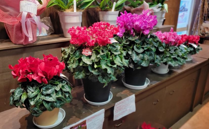 12月11日お歳物のお花ピーク‐花国湘南台店お花の日記