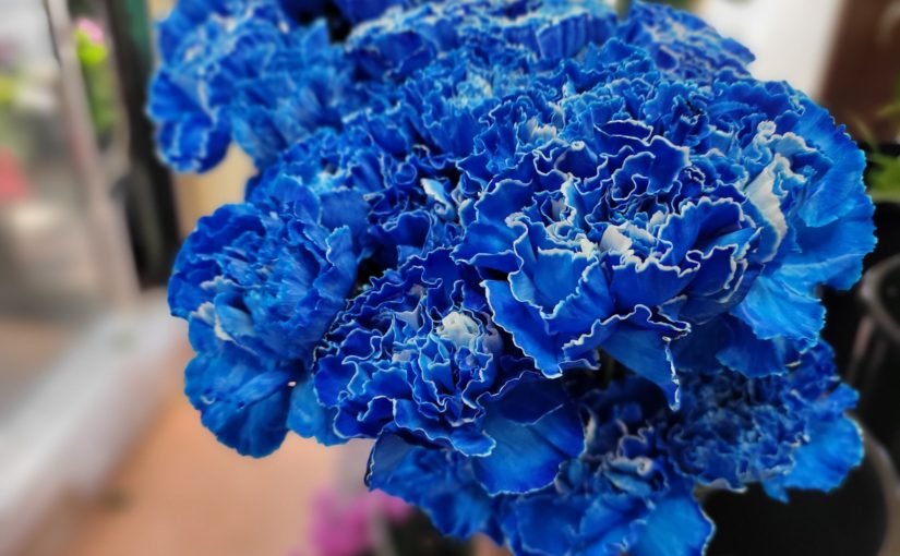 1月9日本日の素敵なお花さんたち‐花国湘南台店お花の日記